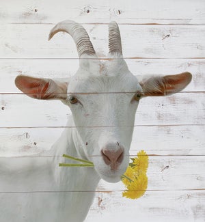 Dandelion Goat Whitewash